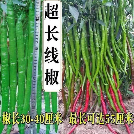 This year's new spicy long-line pepper seeds Erjingtiao 8819 line pepper seeds are planted in spring and autumn. About 400 carefully selected seeds 8819 line pepper seeds