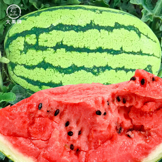 Dayu Xinong No. 8 Watermelon Seed Extra Large Watermelon Seed Selenium Sand Melon is suitable for early maturing fruit seeds in the north and south. Kenong No. 9 Extra Large Watermelon Seed 20 capsules