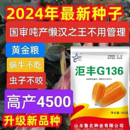 Golden grain 136 corn seeds, stable yield, large sticks, short stems, disease resistance, lodging resistance and drought resistance, corn grains in the north and south are in stock. The national approval ton yield is 136 per acre (3Jin Jin is equal to 0.5 kilograms)