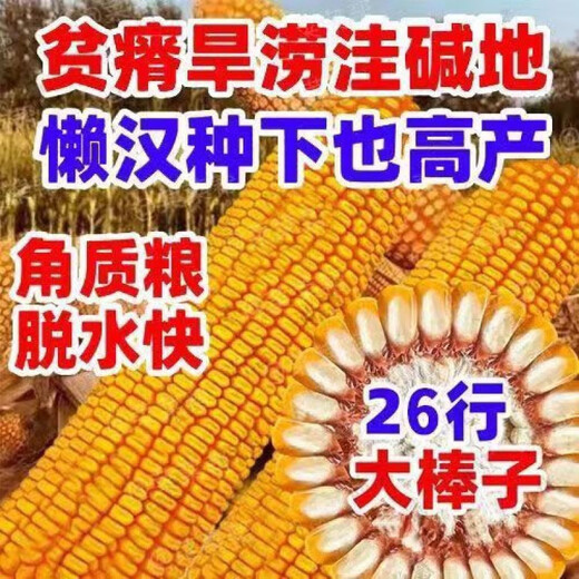 Одобренные на национальном уровне стабильные семена кукурузы с короткими стеблями и большими стеблями, свежими полегающими и засухоустойчивыми пастбищными зернами Северной и Южной Академии сельскохозяйственных наук, упакованное зерно Yongyou 1593, 70 зерен, пробный сорт.