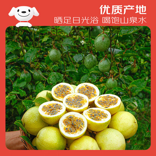 Jingxiansheng Golden Passion Fruit 2Jin Jin is equal to 0.5kg, about 13-15 pieces, single fruit is about 70g, sweet and sour honey, fresh fruit
