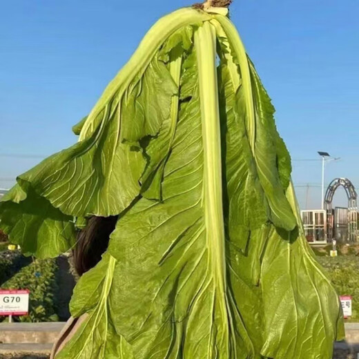 Broad-leaf mustard seedlings, kimchi, green cabbage seedlings, Hakka seedlings, seasonal balcony garden green cabbage seedlings, 50 broad-leaf green cabbage seedlings with soil