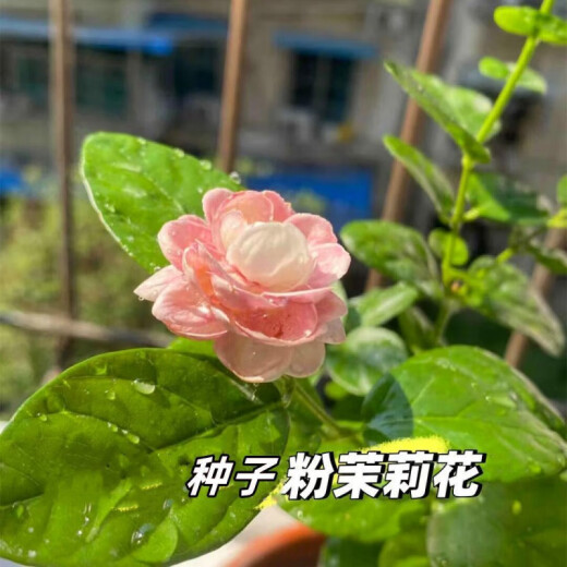 Jasmine seeds heat-resistant ornamental plants are easy to live and easy to plant. Balcony potted indoor flower rich-scented seeds. Jasmine flower seeds (single-petal pen tip) MLH718 new seeds: 1 pack of about 31 pieces: give