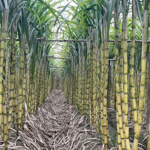 Asarum golden sweet crisp fruit Guangxi sugarcane tail yellow skin seedlings easy to grow in all seasons fresh sprouts potted seedlings winter resistant yellow skin sugar cane middle part 10 yellow skin sugar cane