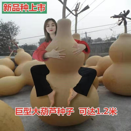 Extra Large Gourd Seeds Extra Large Giant Extra Large Gourds Extra Large Gourd Seeds Dayaya Jumbo Giant Gourd Seeds Extra Large High yield and easy to survive - about 10 seeds 1 pack