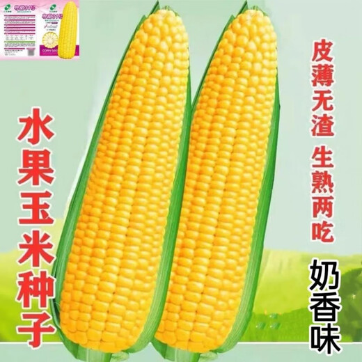 Super sweet fruit corn seeds, big sticks, early maturing, sweet and glutinous, can be eaten raw in the field all year round. Can be eaten raw. Super sweet fruit corn seeds, artificially selected new species, about 51 seeds (1 pack+)