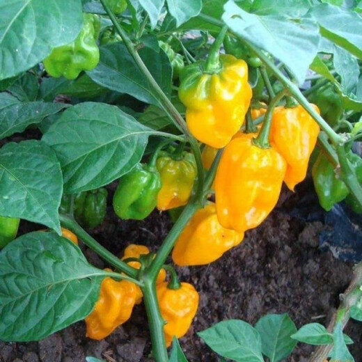 Hainan yellow lantern seeds Chaotian pepper peppers are very spicy, very spicy, special potted plants of death, yellow lanterns, yellow devil peppers, 98% germination rate, lazy people must plant them, 1 pack 198