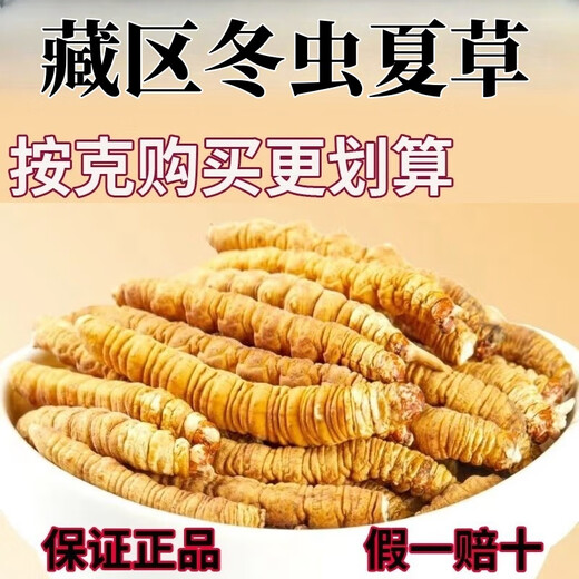 Auténtica área de montaña de nieve, yena l qu gran altitud montaña de nieve cordyceps sinensis hierba entera cordyceps sinensis roto cordyceps sinensis 1 0.33 gramos