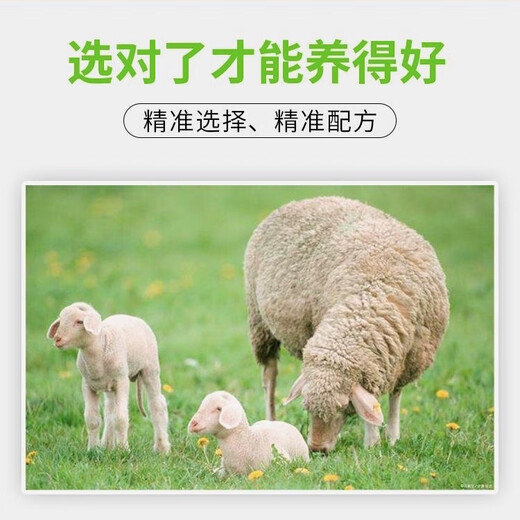 5% ewe premix Dabeinong core technology has high survival rate, large milk production and timely estrus. One bag of 25KG can be mixed with 1000Jin. Jin is equal to 0.5kg. For the whole ton, contact customer service for more cost-effectiveness. Direct delivery by truck.