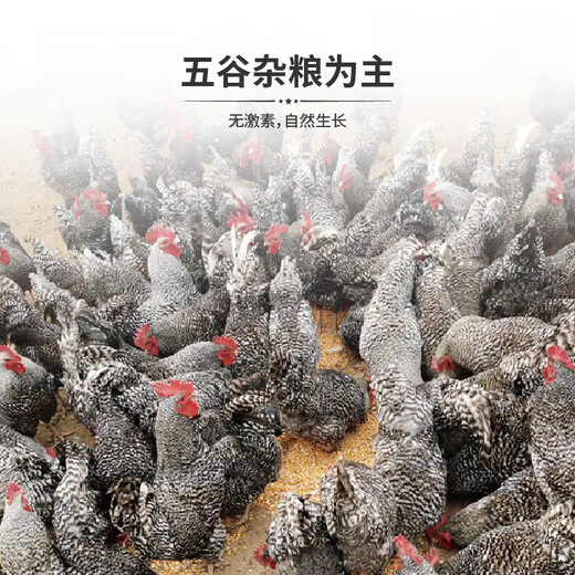 塞漠鲜汶上芦花鸡散养土鸡公鸡母鸡现杀新鲜炖汤月子走地跑山鸡礼盒 698型 母鸡两只（十个月）