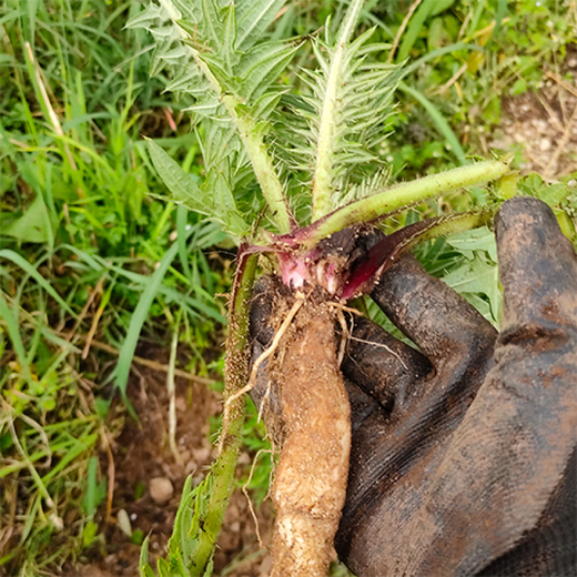 Thistle Seeds Spurs Root Chicken Wing Root Soup Chinese Medicinal Materials Perennial Herb Seeds Thistle Seeds 206 Tablets + Fertilizer