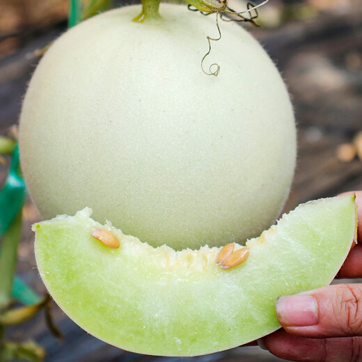 Dayu Jade Mushroom Melon Seeds White Skin Ice Cream Honey Sweet Muskmelon Seeds Super Sweet and Early Mature Jade Mushroom Melon Seeds 30 Tablets 3 Bags Highly Sweet