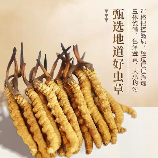 藏区雪域那l曲正宗虫草冬虫夏草虫草礼盒头期干货整滋补养生干货 西藏那曲50条礼盒装(两条一克）