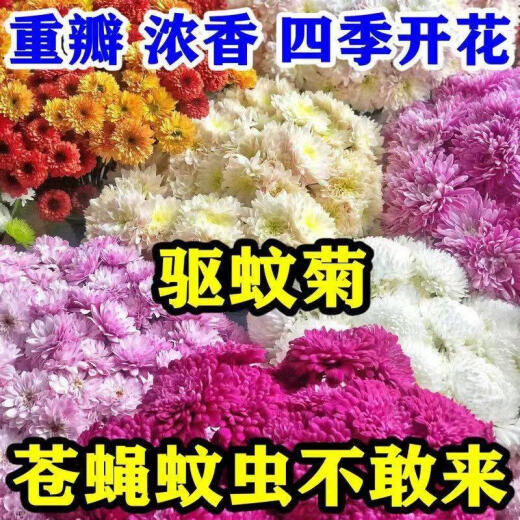 混色除虫菊驱虫菊种驱蚊花种植物多年生四季种植易活驱蚊盆栽庭院 18种花色混色-夏季驱蚊688粒