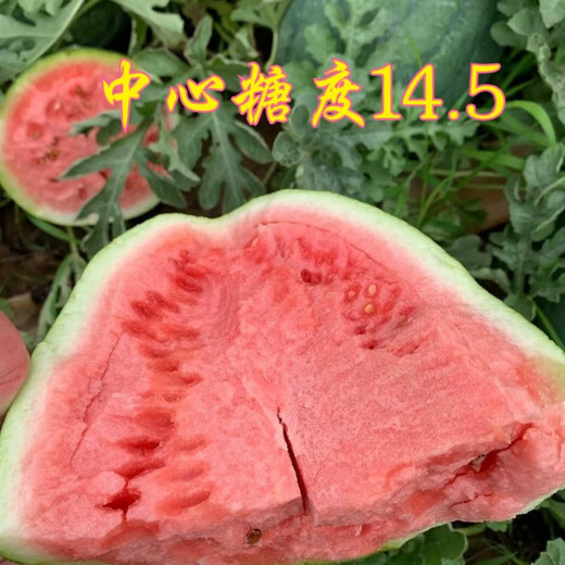 Extra Large High Resistance Dragon Cyclone Watermelon Seed High Resistance Heavy Cropping Non-pruning Disease Resistance High Yield Lazy Man Watermelon Seed Seed 50g Can Extra Large High Resistance Dragon Cyclone 3 Cans