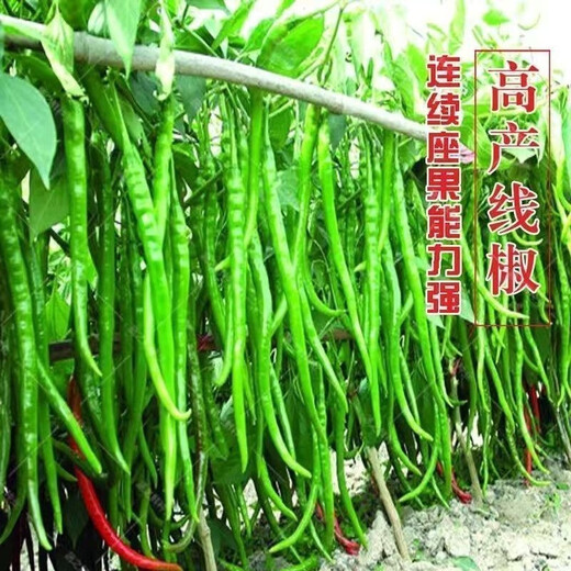 This year's new spicy long-line pepper seeds Erjingtiao 8819 line pepper seeds are planted in spring and autumn. About 400 carefully selected seeds 8819 line pepper seeds
