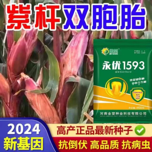 Одобренные на национальном уровне стабильные семена кукурузы с короткими стеблями и большими стеблями, свежими полегающими и засухоустойчивыми пастбищными зернами Северной и Южной Академии сельскохозяйственных наук, упакованное зерно Yongyou 1593, 70 зерен, пробный сорт.