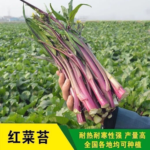 红菜苔种子】正宗红菜心紫红超长油菜苔籽四季种蔬菜种子 红菜苔种子 优选良种4包约800粒