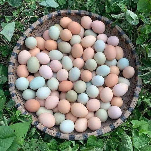 Jiuhuashan forest free-range green-shell black eggs mixed box eggs 35-45g/breakfast soft-boiled eggs for grocery shopping 30 pieces (15 free-range eggs + 15 black eggs) Jiuhuashan forest free-range green-shell black eggs mixed box eggs 35-45g/breakfast soft-boiled eggs for grocery shopping 30 pieces (15 free-range eggs + 15 black eggs)