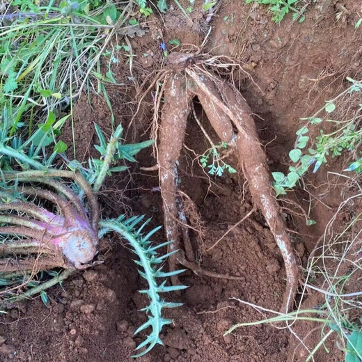Thistle Seeds Spurs Root Chicken Wing Root Soup Chinese Medicinal Materials Perennial Herb Seeds Thistle Seeds 206 Tablets + Fertilizer