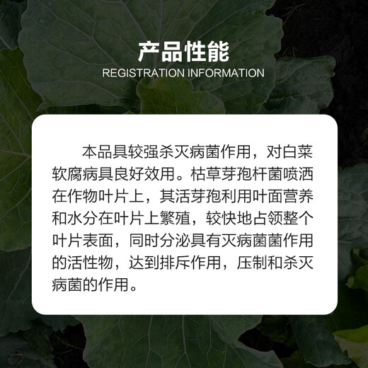 Kaili Biotech 100 billion CFU/g Bacillus subtilis prevention and treatment of cabbage soft rot microbial fungicide 10g