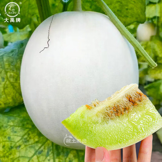 Dayu Jade Mushroom Melon Seeds White Skin Ice Cream Honey Sweet Muskmelon Seeds Super Sweet and Early Mature Jade Mushroom Melon Seeds 30 Tablets 3 Bags Highly Sweet