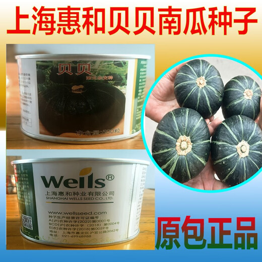 Shanghai Huihe Beibei Pumpkin Seeds Chestnut Flavor, Transport Resistance, Good Taste, Huihe No. 1 Seeds, Disease Resistant and High Yield, 10 capsules