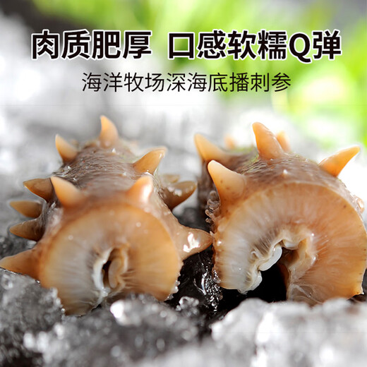 Lao Yin's Qingdao Origin Ocean Ranch Deep Sea Sowing Ready-to-Eat Sea Cucumber 1200g Nourishing Gift Box Directly from the Source