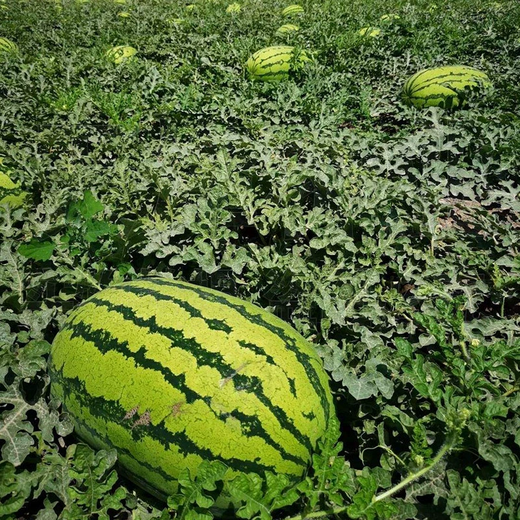 Xiangbin watermelon seeds, Ningxia selenium sand mountain stone melons, sown in all seasons, high yield, thin skin, medium ripe, super sweet, large fruit seeds, Desert No. 1 watermelon seeds 100 original x 10 packs
