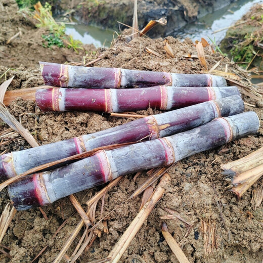 Authentic Guangxi black-skinned sugarcane seedlings can be potted with 3 to 4 buds per root in the middle section and high survival rate. 5 black-skinned sugarcane seedlings