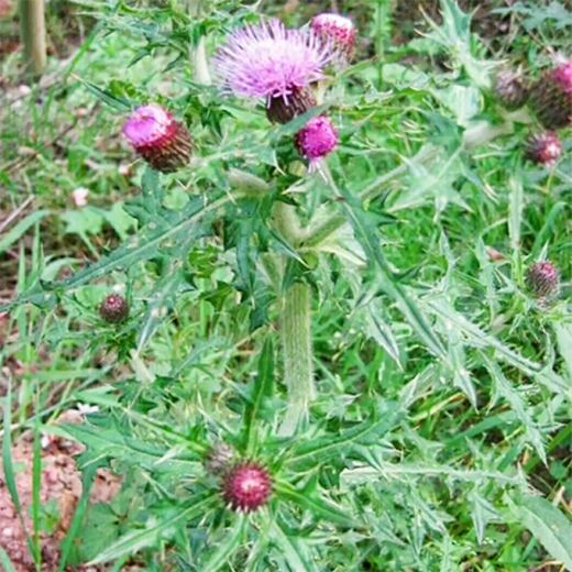 Thistle Seeds Spurs Root Chicken Wing Root Soup Chinese Medicinal Materials Perennial Herb Seeds Thistle Seeds 206 Tablets + Fertilizer