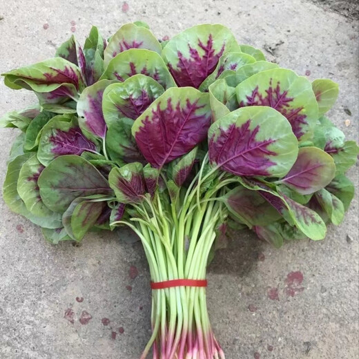 一点红苋菜种子汉菜籽四季蔬菜红圆叶苋菜柳叶苋菜阳台盆栽 【一点红苋菜】 【割完就长】2包约【9880粒】