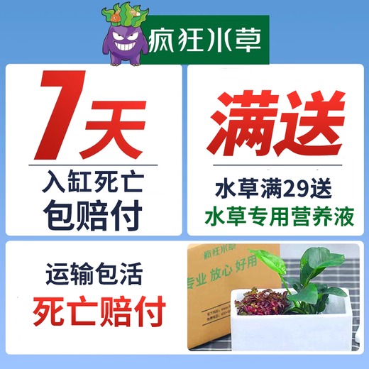 Crazy aquatic plants (FKSC) fish tank aquatic plants, real aquatic plants, purify the bottom aquatic plants, banyan crown grass, lying on the ground, short pearls directly into the tank, small pagoda, small tuo