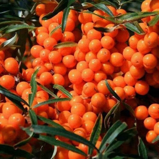 1278 people collect sea buckthorn and rich in nutrients. Sea buckthorn tree fruit tree seeds are cold-resistant and drought-resistant fruit tree perennial. Sea buckthorn seeds are 100 grains.