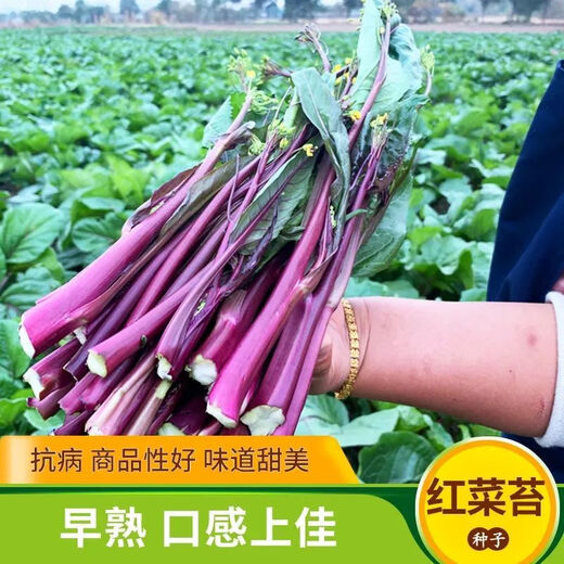 红菜苔种子】正宗红菜心紫红超长油菜苔籽四季种蔬菜种子 红菜苔种子 优选良种4包约800粒