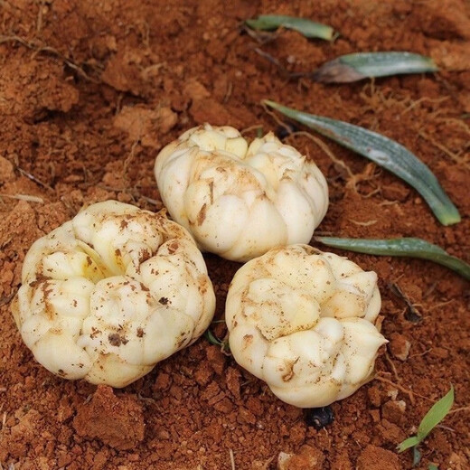 1052 pieces in 30 days Lily seeds Dragon bud Lily Dragon West lily seeds Dragon tooth lily seeds About 1 cm in size 200 seeds Black seeds