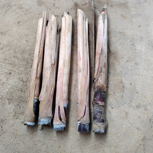 Authentic Guangxi black-skinned sugarcane seedlings can be potted with 3 to 4 buds per root in the middle section and high survival rate. 5 black-skinned sugarcane seedlings