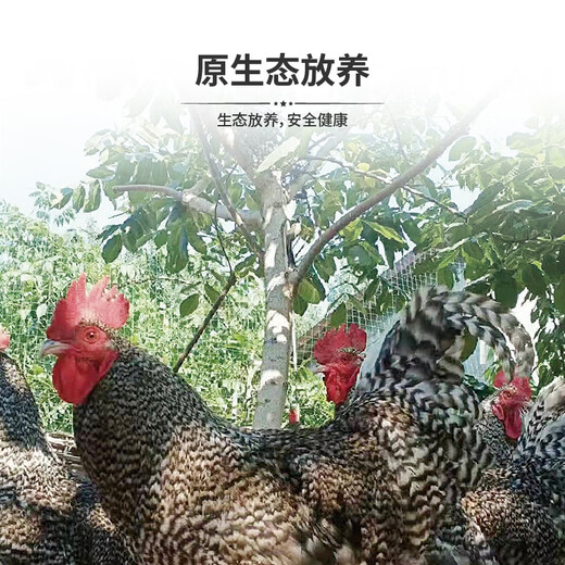 塞漠鲜汶上芦花鸡散养土鸡公鸡母鸡现杀新鲜炖汤月子走地跑山鸡礼盒 698型 母鸡两只（十个月）