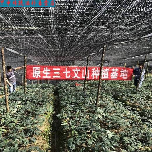 北京同仁堂三七粉超细特级云南三七野生现磨熟粉文山田七粉正宗无添加原生态 纯三七粉【250克】送量勺