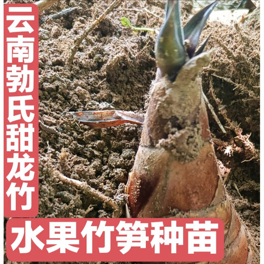 Bamboo seedlings, fruit, bamboo shoots, Yunnan Bori's sweet dragon bamboo shoots, bamboo shoots that can be eaten raw when they are planted, five sweet bamboo seedlings