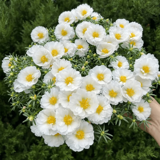 重瓣多层太阳花四季大花易活开花不断耐寒耐旱大花籽阳台庭院 1.重瓣太阳花种子(又名午时花) 【2包种子共有16789粒】+肥一包
