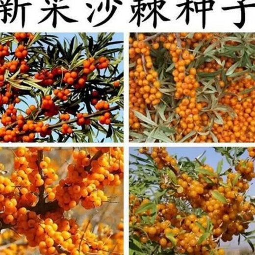 1278 people collect sea buckthorn and rich in nutrients. Sea buckthorn tree fruit tree seeds are cold-resistant and drought-resistant fruit tree perennial. Sea buckthorn seeds are 100 grains.