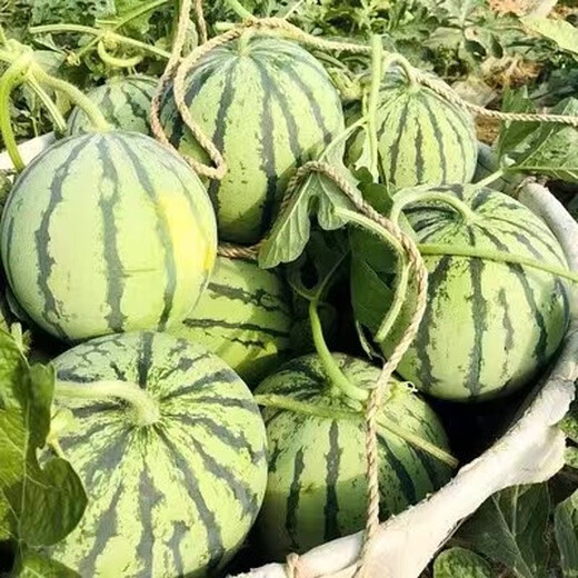 Chunzhiyun Meidu Watermelon Seeds with thin skin, crack-resistant, few seeds, super sweet and crispy 8424 round watermelon, Meidu Watermelon Seeds, slightly cute Meidu Watermelon Seeds, 50 seeds unpacked for trial planting