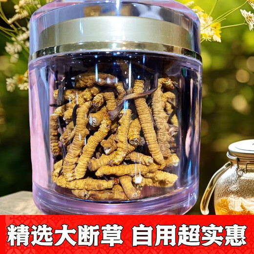 万草康仁冬虫夏草断草藏区断虫草断草中老年营养品整肉节虫草酒保健品 精选大断草 【 30克尊荣礼盒装】 送同款虫草1克