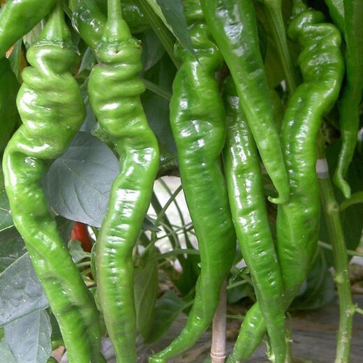 Spicy Spicy Pepper Seeds, Golden Spicy Green Peppers, Pig Intestine Chili Seeds, Potted Vegetable Seeds for Garden Fields and Balconies, Spicy Spicy Peppers, Early Mature Large Fruits, Approximately 100 capsules, 1 pack