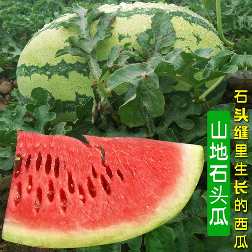 Xiangbin watermelon seeds, Ningxia selenium sand mountain stone melons, sown in all seasons, high yield, thin skin, medium ripe, super sweet, large fruit seeds, Desert No. 1 watermelon seeds 100 original x 10 packs