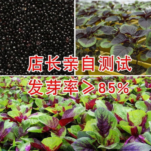 一点红苋菜种子汉菜籽四季蔬菜红圆叶苋菜柳叶苋菜阳台盆栽 【一点红苋菜】 【割完就长】2包约【9880粒】