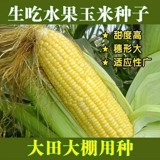 Super sweet fruit corn seeds, big sticks, early maturing, sweet and glutinous, can be eaten raw in the field all year round. Can be eaten raw. Super sweet fruit corn seeds, artificially selected new species, about 51 seeds (1 pack+)