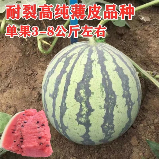 Chunzhiyun Meidu Watermelon Seeds with thin skin, crack-resistant, few seeds, super sweet and crispy 8424 round watermelon, Meidu Watermelon Seeds, slightly cute Meidu Watermelon Seeds, 50 seeds unpacked for trial planting