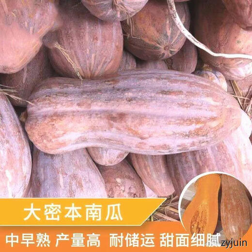 Miben Sweet and Glutinous Pumpkin Seeds, Four Seasons Old Pumpkin, Dense Pumpkin Varieties, Miben Pumpkin Seeds, 3 packs, about 90 capsules